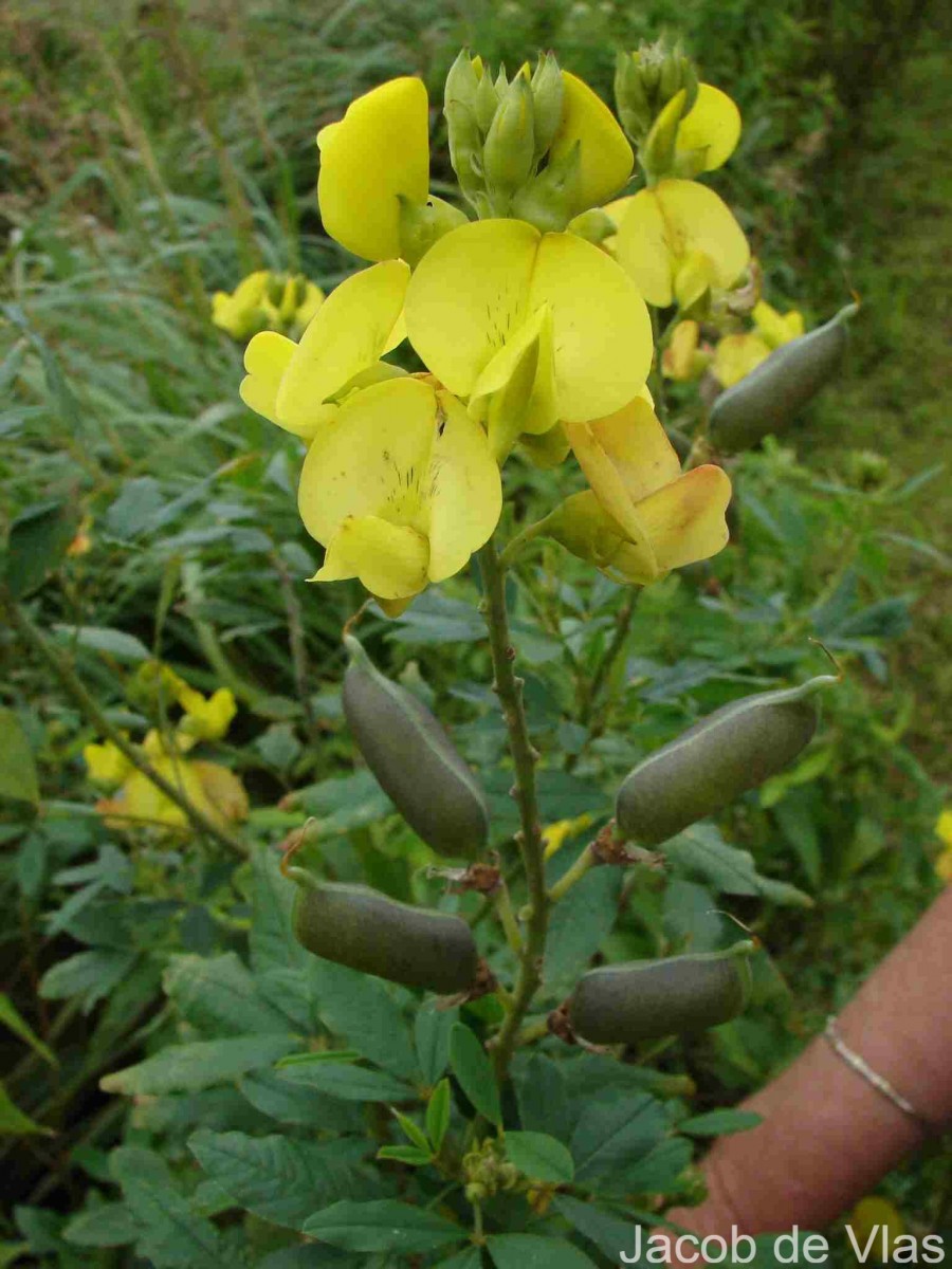 Crotalaria micans Link